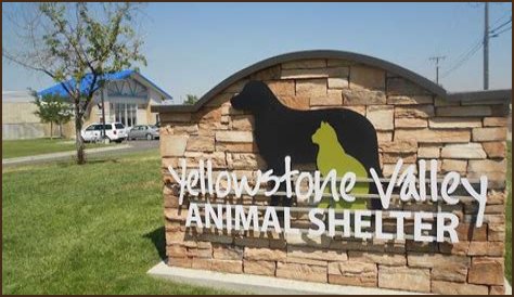 Discover The Heart Of Animal Welfare: Unveiling Yellowstone Animal Shelter